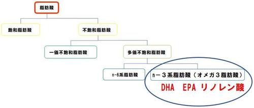 脂肪酸２.JPG