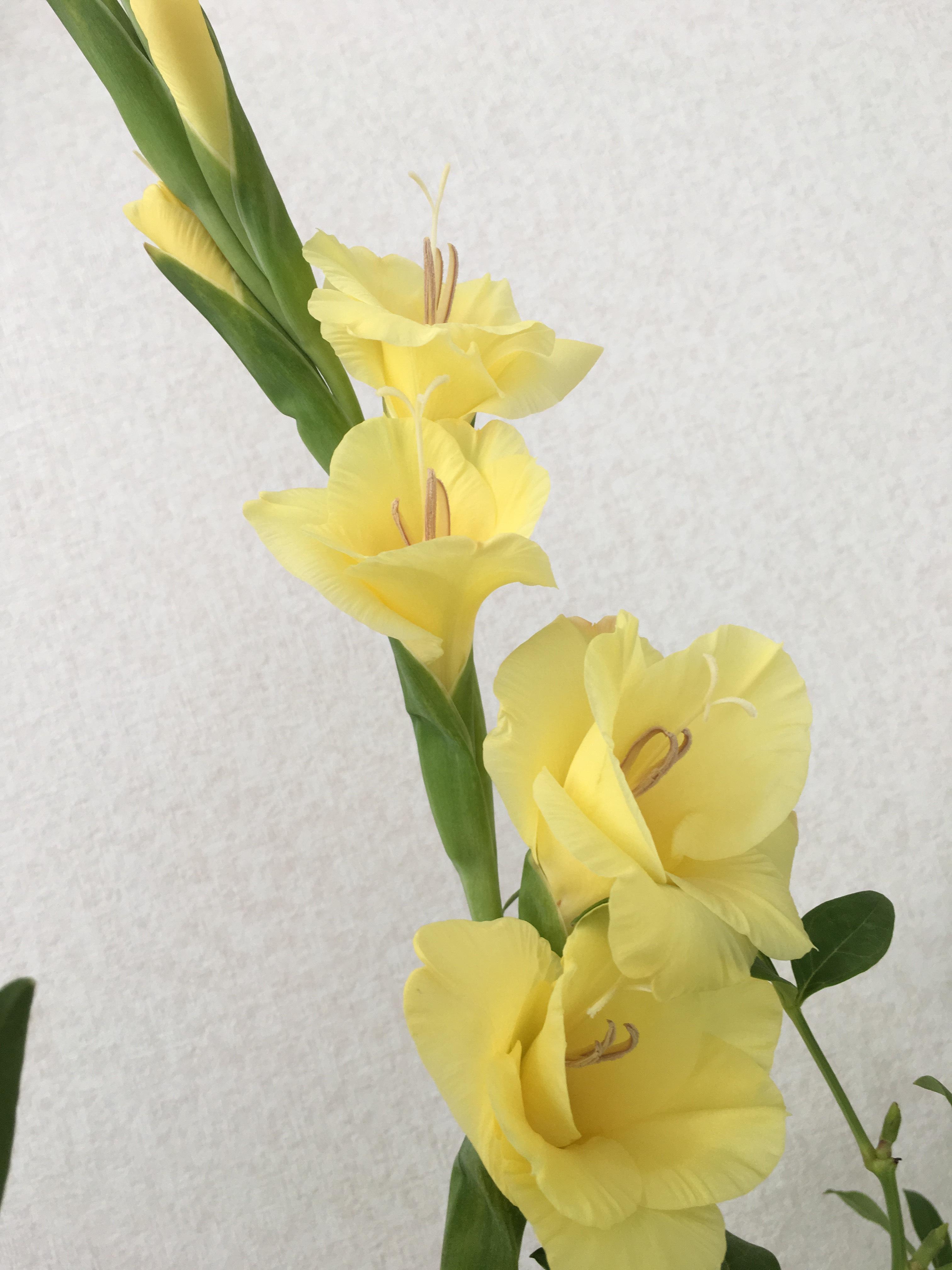 今週のお花 公式ブログ 千葉市の介護付老人ホーム ハートピア故郷苑 公式サイト 今週のお花 公式ブログ 千葉市の介護付老人ホーム ハートピア故郷苑 公式サイト