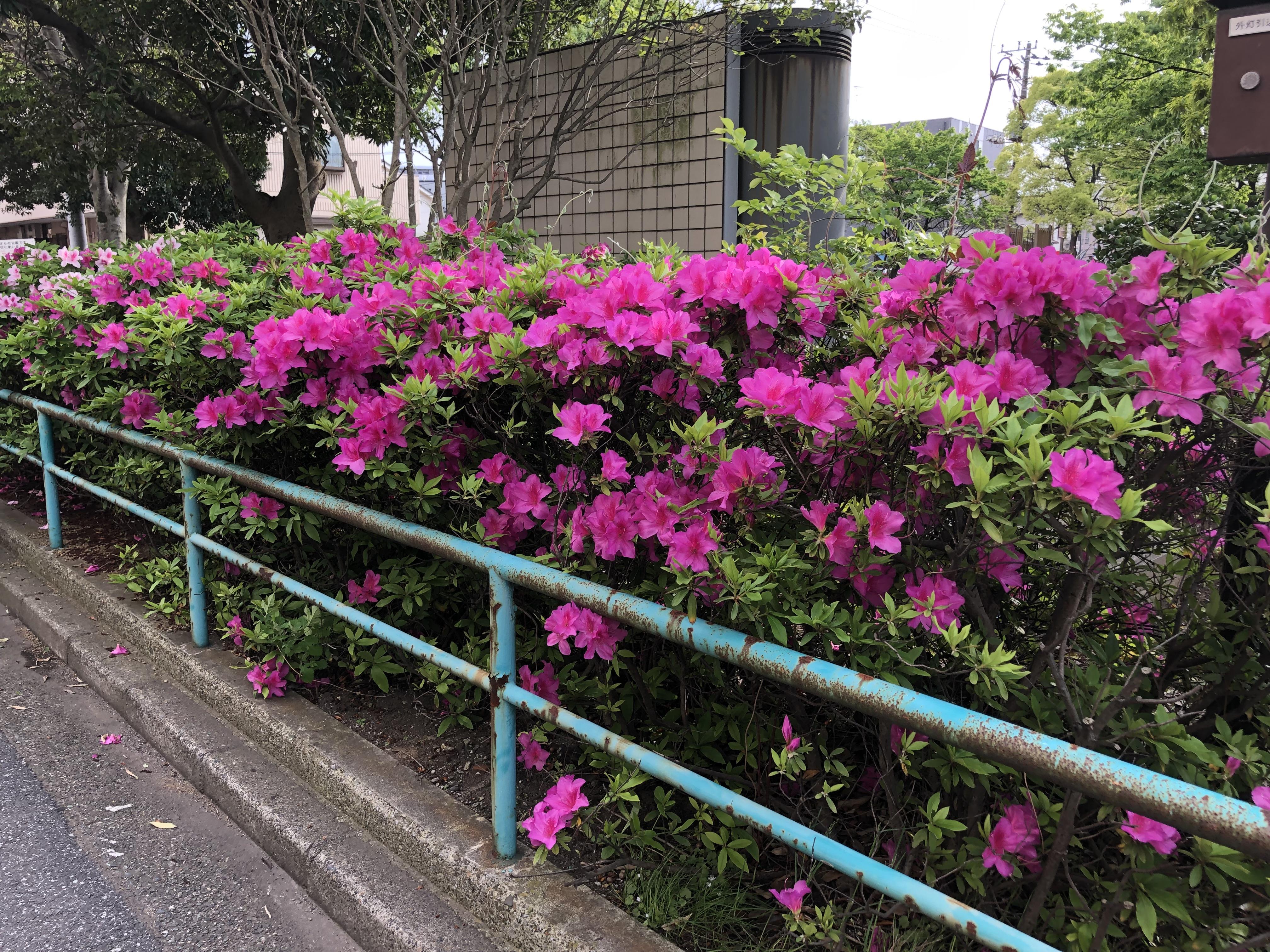 https://www.furusatoen.jp/blog/sanpo/2019/05/IMG_4061%5B1%5D.JPG